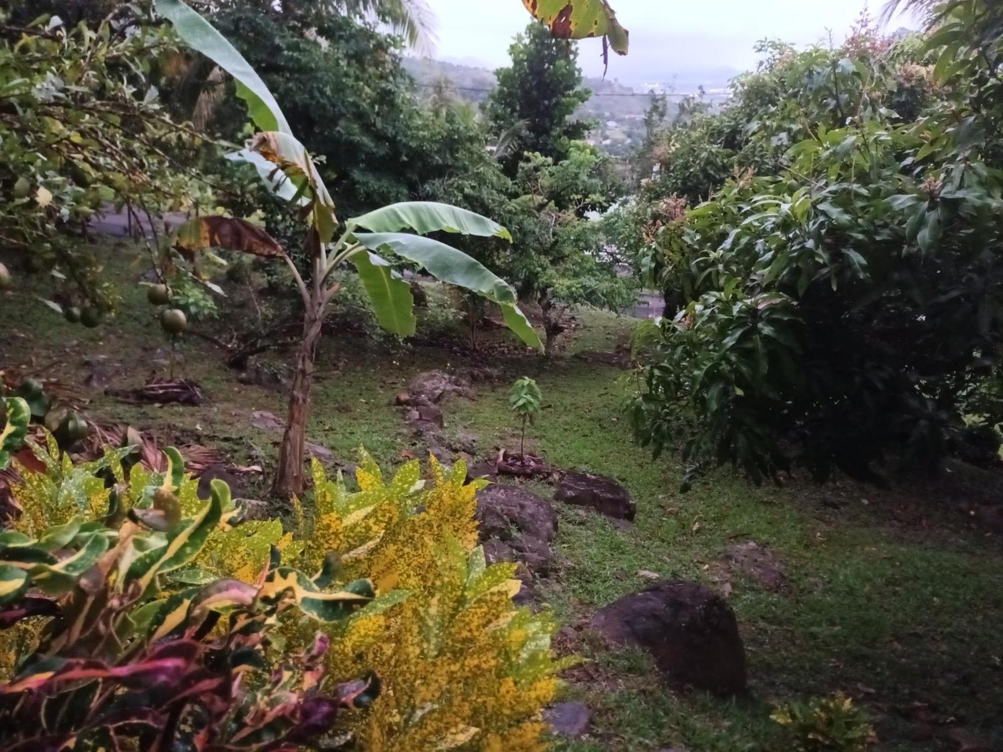 Martinique La Petite Maison Dans La Colline Le Lamentin Exterior foto